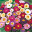 アスター 種 【 松本 特選混合 】 20ml ( アスターの種 花の種 )