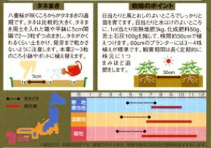 百日草（ジニア） 種 【 プロフュージョンダブル ホワイト 】 1000粒 （ 百日草（...