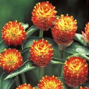 千日紅 種 【 黄花千日紅 切り花用 】 実咲小袋 ( 千日紅の種 花の種 )