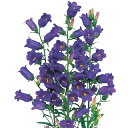 カンパニュラ 種 【 メイ パープル 】 1ml ( カンパニュラの種 花の種 )