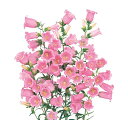 カンパニュラ 種 【 メイ ピンク 】 1ml ( カンパニュラの種 花の種 )