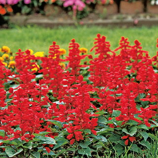 サルビア 種 【 リトル タンゴ 】 10ml （ サルビアの種 花の種 ）