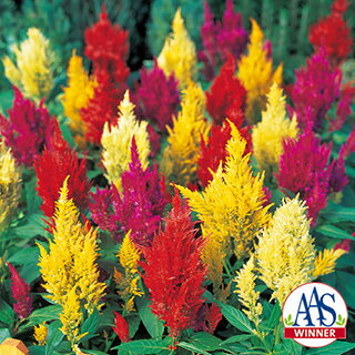 ケイトウ 種 【 センチュリー ミックス 】 10ml （ ケイトウの種 花の種 ）のサムネイル