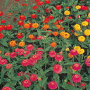 百日草(ジニア) 種 【 キューピットミニ混合 】 1dl ( 百日草(ジニア)の種 花の種 )