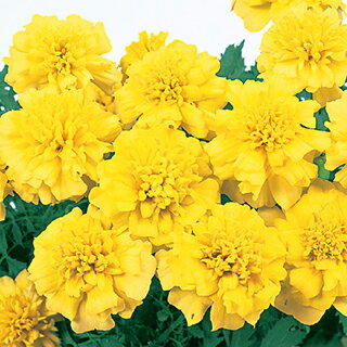 マリーゴールド 種 【 マーチ イエロー 】 1dl （ マリーゴールドの種 花の種 ）