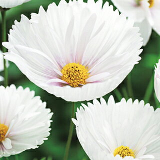 コスモス 種 【 カップケーキ　ホワイト 】 小袋 （ コスモスの種 ）