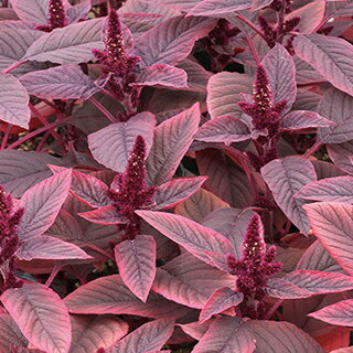 アマランサス 種 【 ベルベットカーテン 】 小袋 （ アマランサスの種 ）