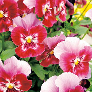 パンジー 種 【 F1わらく ストロベリー 】 小袋 （ パンジーの種 ）のサムネイル