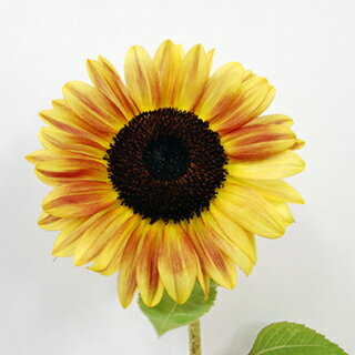 ひまわり 種 【 F1サンリッチ ライチLD 】 小袋 （ ひまわりの種 ）