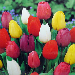 【お買得品】花の球根 【 チューリップ 一重咲 混合 】 20球入 （ 球根 チューリップの球根）のサムネイル