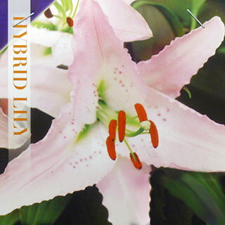 花の球根 オリエンタル系百合 マルコポーロ ピンク 白 球根 2球 菜園くらぶ 種と苗と園芸資材の専門店 花の球根 オリエンタル系百合 マルコポーロ ピンク 白 球根 2球 菜園くらぶ 種と苗と園芸資材の専門店
