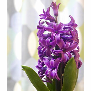 花の球根 【 ヒヤシンス 紫 】 球根 3球入り | 農業屋.com 花の球根 【 ヒヤシンス 紫 】 球根 3球入り | 農業屋.com