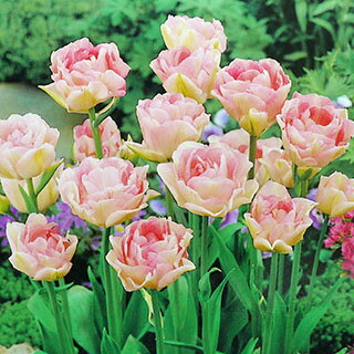 花の球根 チューリップ アンジェリケ 球根 球入 菜園くらぶ 種と苗と園芸資材の専門店