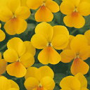 ビオラ 種 【 イエローチャーム 】 小袋 ( ビオラの種 花の種 )