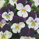 ビオラ 種 【 キューティ 】 小袋 ( ビオラの種 花の種 )