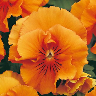 パンジー 種 【 F1 フリズルシズル オレンジ 】 小袋 （ パンジーの種 花の種 ）のサムネイル