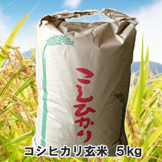 【 令和7年産 】コシヒカリ こしひかり 玄米 5kg 三重県産 送料無料