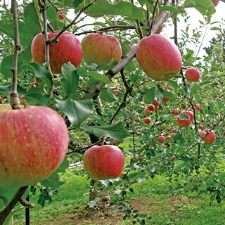 りんご りんご　贈答用　シナノリップ 長野県産 3kg箱