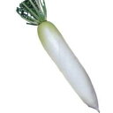 大根 種 【 春神楽 】 種子 小袋(約10ml) ( 種 野菜 野菜種子 野菜種 )