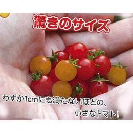 マイクロトマト 種 【黄】 20粒 （ 種 野菜 野菜種子 野菜種 ）