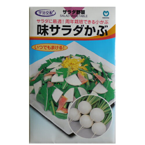 樂天商城 - カブ 種 【 味サラダかぶ 】 種子 小袋（約3ml） （ 種 野菜 野菜種子 野菜種 ）