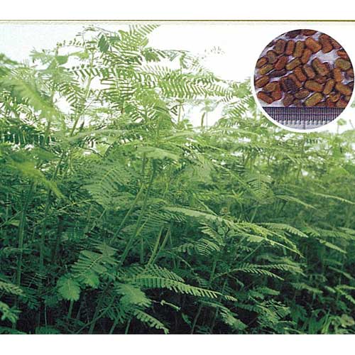 緑肥・牧草 種 【 セスバニア 田助 】 種子 1kg | 農業屋.com