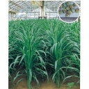 緑肥・牧草 種 【 ソルゴー つちたろう 】 種子 1kg×1袋 1kg×5袋 ( 種 野菜 野菜種子 野菜種 )
