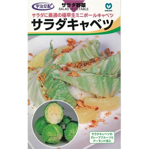 キャベツ 種 【サラダキャベツ】 小袋（約150粒） （ 種 野菜 野菜種子 野菜種 ）