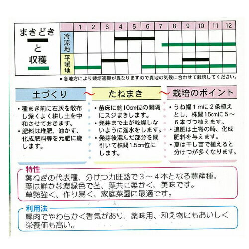 ネギ 種 【九条太】 15ml （ 種 野菜 野菜種子 野菜種 ）