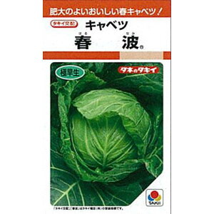 キャベツ 種 【 春波 】 種子 小袋（約1ml） <br>（ 種 野菜 野菜種子 野菜種 ）