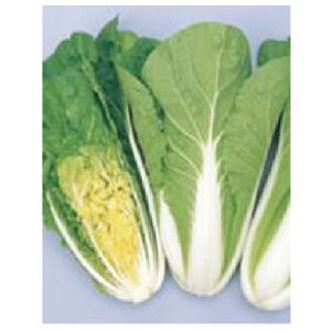 白菜 種 【 タイニーシュシュ 】 種子 小袋（約1.6ml） <br>（ 種 野菜 野菜種子 野菜種 ） ★