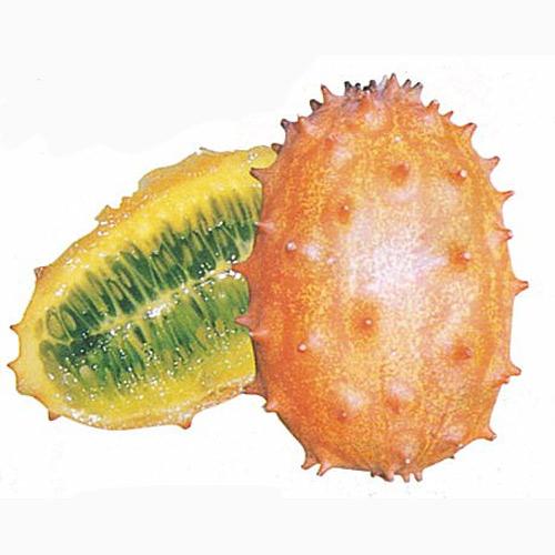 メロン 種 【 キワーノ 】 種子 小袋（約0.4ml） （ 種 野菜 野菜種子 野菜種 ）のサムネイル