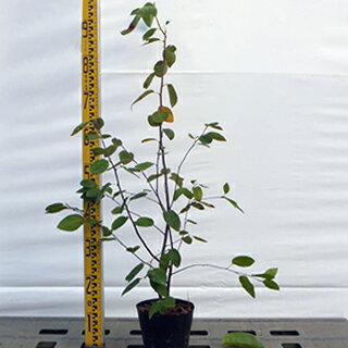 苗木 ジューンベリー 15cmポット