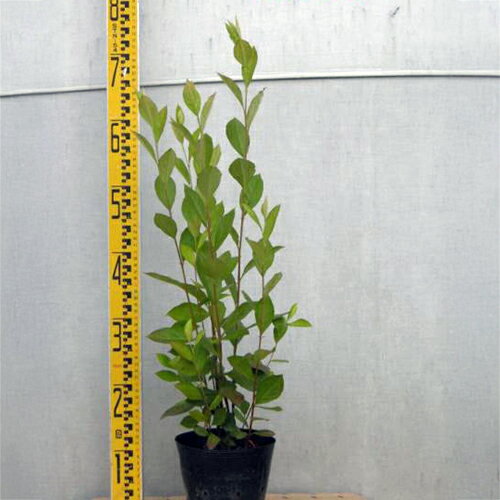 苗木 西洋カマツカ・株立ち 15cmポット