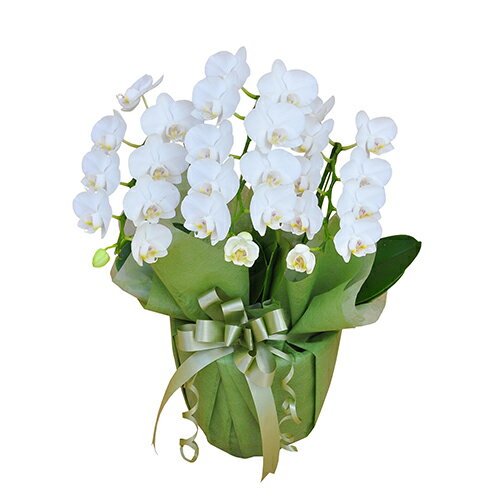胡蝶蘭 ミディ胡蝶蘭 3本立 27輪以上 白のサムネイル