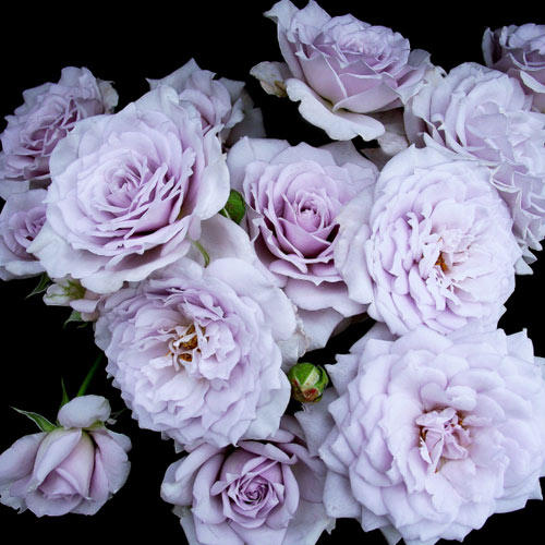 バラ苗 (予約販売) 【ノーブルシャイン】 2年大株苗 4号鉢 （フロリバンダローズ 中輪木立）【11月以降発送予定】