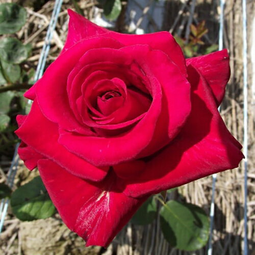 バラ苗 (予約販売) 【カーディナル】 2年大株苗 4号鉢 （ハイブリッドティーローズ）のサムネイル