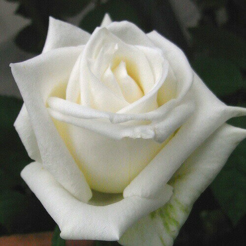 バラ苗 (予約販売) 【プリンセスラニア】 2年大株苗 4号鉢 （ハイブリッドティーローズ）