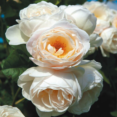 バラ苗 (予約販売) 【エウターセンクロスターローズ】 2年大株苗 4号鉢 （クライミングローズ つるバラ）