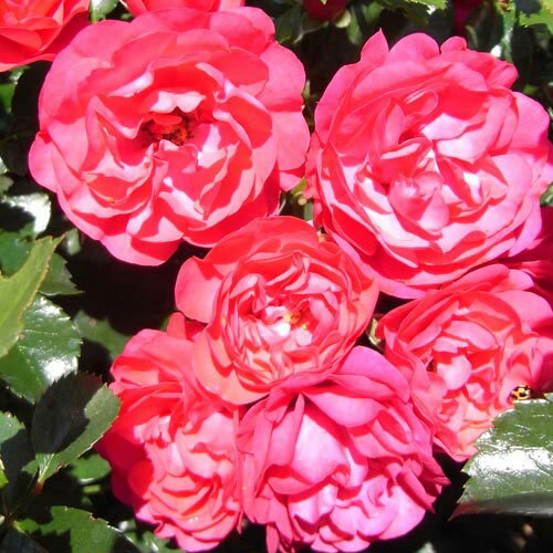 お届けする苗木について 苗木の年齢 2年生 苗木の特徴 接木苗 苗木の形状 4号ポットに仮植 苗木のサイズ ポット部分含め 約40~50cm 植え付け時に必要な切り戻しを行ってからお届けしています。 この商品はメール便不可です。宅配便でのお...