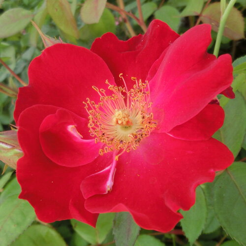 バラ苗 (予約販売) 【ディリゲント】 2年大株苗 4号鉢 （クライミングローズ つるバラ）