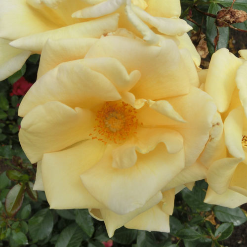 バラ苗 (予約販売) 【ステファニーダルセル】 2年大株苗 4号鉢 （フロリバンダローズ 中輪木立）