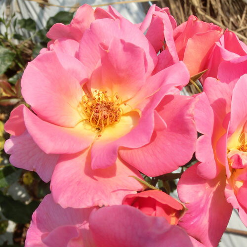 バラ苗 (予約販売) 【マイシャ】 2年大株苗 4号鉢 （フロリバンダローズ 中輪木立）