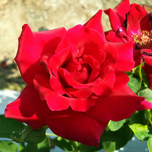 バラ苗 (予約販売) 【黒真珠】 2年大株苗 4号鉢 （ハイブリッドティーローズ）