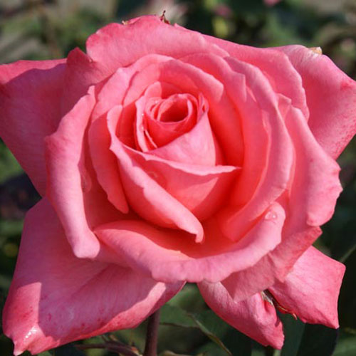 お届けする苗木について 苗木の年齢 2年生 苗木の特徴 接木苗 苗木の形状 4号ポットに仮植 苗木のサイズ ポット部分含め 約40~50cm 植え付け時に必要な切り戻しを行ってからお届けしています。 この商品はメール便不可です。宅配便でのお届けとなります。 ！！必ずご確認ください！！ ■梱包について■ 高さ70cmのダンボール箱でのお届けとなります。 バラ苗は同送料で4本まで同梱ができます。 ■複数梱包の送料について■ システム上、ご注文時にはそれぞれに送料がかかる表記となりますが、ご注文確認時に、4本ごとに1回分の送料に修正させていただきます。尚、複数梱包になる場合は、基本送料×梱包数となります。送料が追加となるお客様には、ご注文受付後、メールにて個別に確認させていただきます。 ご注文内容が複雑になってしまい、送料の計算がよくわからない場合など、どうぞお気軽にお問い合わせください。rakuten@kuragi.co.jp大輪・直立 Hybrid tea Roses四季咲き強香棘中程度シャーリーンサーティーリチャーズShaleen Surtie-Richards香りや耐病性は素晴らしい。 品種名：シャーリーンサーティーリチャーズ Shaleen Surtie-Richards系統：ハイブリッドティーローズ 樹高：1.3〜1.5m形状：直立性棘：中程度花期：四季咲き花色：濃いピンク花弁数：30〜40花径：10〜12cm咲き方：剣弁高芯咲き香り：強香ブランド：Ludwig's Roses　作出国：-作出年：- 「エレクトロン」の枝変わりで、　親同様に香りや耐病性は素晴らしい。コーラルピンクの四季咲き大輪。花形は剣弁高芯咲の素敵なバランスがある。 ご注意ください秋から冬の2年大株苗は枝のみです。葉や蕾はついていません。生育状況により、発送時期が前後します。品種・数量ともに限られるため、ご注文のタイミングによっては、まことに申し訳ございませんがキャンセルをお願いすることがございます。土には有機堆肥が含まれるため、発酵の際に有効菌（カビ）が発生します。 花の色や性質については、品種の特性や栽培条件などにより生育に差が生じることがあり、 花の大きさ・棘などは掲載表現と異なる場合がございます。 苗木の性質上、結果不良につきましてはお買い上げ金額の範囲内とさせていただきます。(お客様の栽培管理や気象条件による結果不良につきましては、その責任を負いかねます)