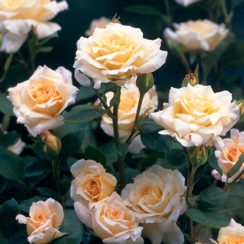 バラ苗 (予約販売) 【スムースエンジェル】 2年大株苗 4号鉢 （ハイブリッドティーローズ）のサムネイル