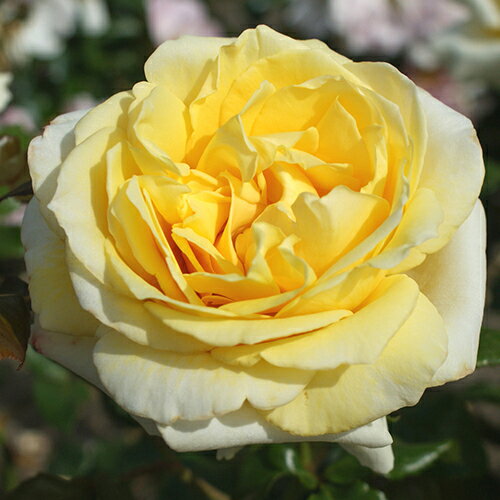 バラ苗 (予約販売) 【ダイヤモンズフォーエバー】 2年大株苗 4号鉢 （ハイブリッドティーローズ）