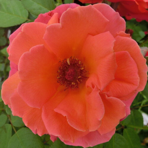 お届けする苗木について 苗木の年齢 2年生 苗木の特徴 接木苗 苗木の形状 4号ポットに仮植 苗木のサイズ ポット部分含め 約40~50cm 植え付け時に必要な切り戻しを行ってからお届けしています。 この商品はメール便不可です。宅配便でのお...