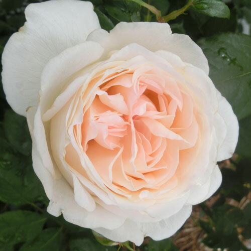 バラ苗 (予約販売) 【フレグラントメモリーズ】 2年大株苗 4号鉢 （ハイブリッドティーローズ）のサムネイル