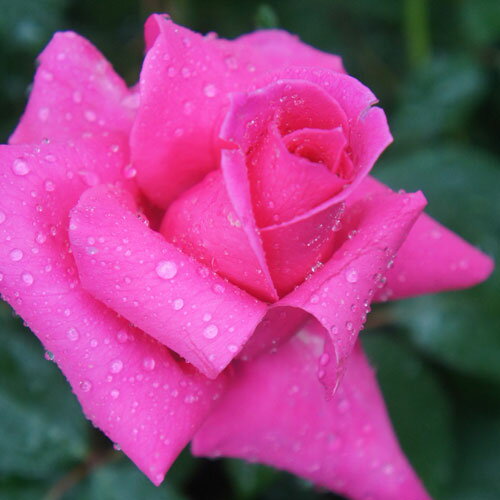 お届けする苗木について 苗木の年齢 2年生 苗木の特徴 接木苗 苗木の形状 4号ポットに仮植 苗木のサイズ ポット部分含め 約40~50cm 植え付け時に必要な切り戻しを行ってからお届けしています。 この商品はメール便不可です。宅配便でのお...